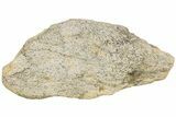 Fossil Dinosaur Bone Section - North Dakota #237675-1
